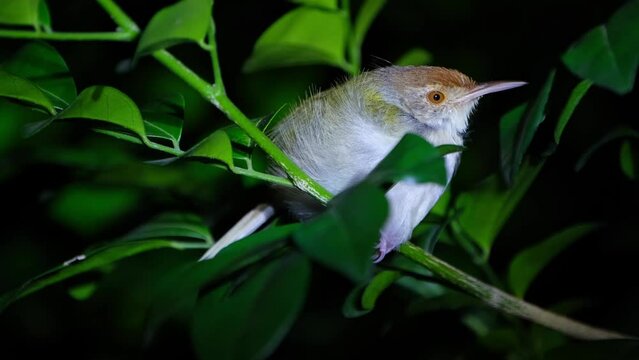 Closing its eye then opens it while roosting on a small branch, Common Tailorbird Orthotomus sutorius, Thailand