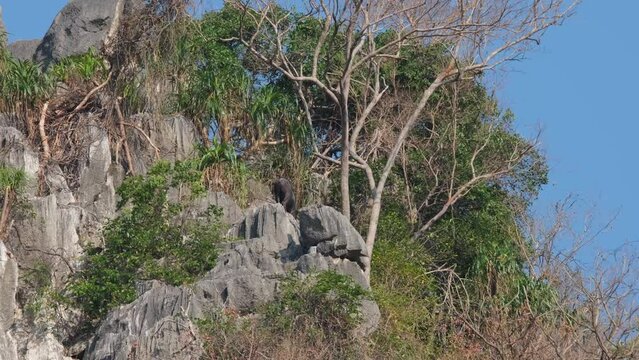 Seen on top of a limestone mountain moving down, Mailand Serow Capricornis sumatraensis maritimus, Thailand.
