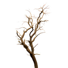 Tree isolated on white png transparent background