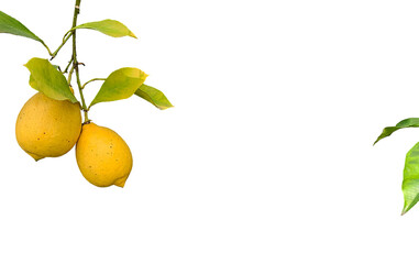 Lemons on a lemon tree. Lemon fruits on a branch. No background with space to insert text
