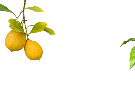 Lemons on a lemon tree. Lemon fruits on a branch. No background with space to insert text