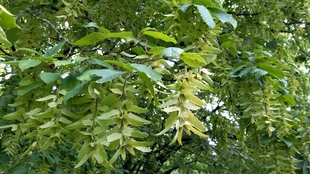 Branch of European or common hornbeam with lush green leaves