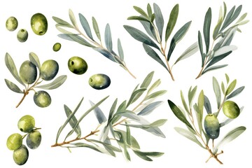 Watercolor olive clip art on white background Generative AI