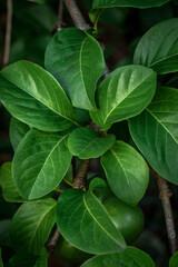 Lush Green Leaf of a Growing Plant in Close-Up