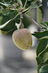 Apples growing on tree with white background. Apple tree branch close up. 