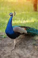 Peacock with folded tail walks slowly through sunlit national protected park. Feather animal walking gracefully on green lawn of petting zoo