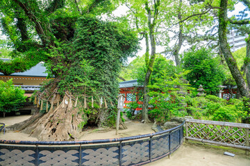 Fototapeta na wymiar 初夏の筥崎宮　御神木　福岡県東区　Hakozaki Shrine in early summer. sacred tree. Fukuoka Pref, Higashi-ku.
