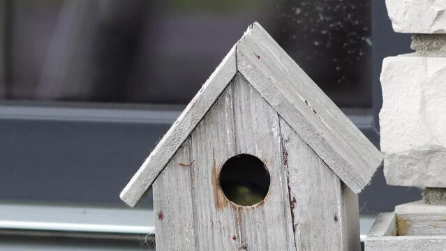 blue tit flies into the birdhouse, looks and fly away