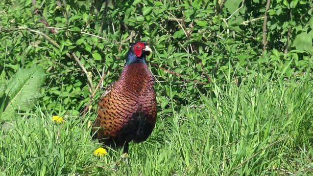 male pheasant sitting on the grassland and looking