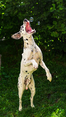 Dalmatian dog jumping playing with soap bubbles