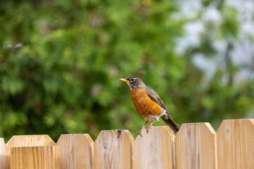 A Robin Bird On A Wood Fence