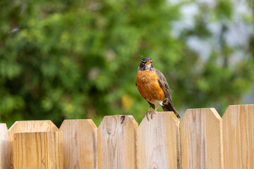 A Robin Bird On A Wood Fence