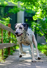 Dalmatian dog running