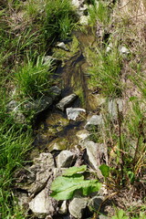 Naklejka na ściany i meble small rivulet, stream in a meadow
