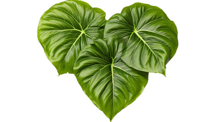 Heart shaped green leaves of Homalomena plant (Homalomena Rubescens) the tropical foliage houseplant isolated on transparent background - Powered by Adobe