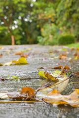 Fallen leaves on the ground in the rain, natural background. with bokeh background, selective focus. evening environment
