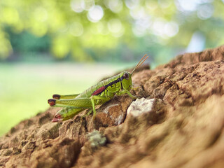 Surprised cat smiling with open mouth - nature background