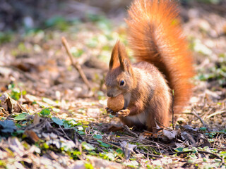 Bushy-tailed squirrel in the spring park