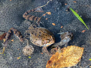 The common frog or grass frog (Rana temporaria) and frog eggs.