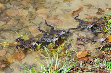 The common frog or grass frog (Rana temporaria)