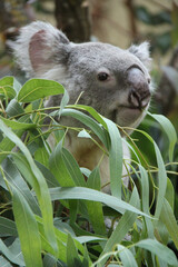 koala in a zoo at schonbrunn in vienna (austria) © frdric