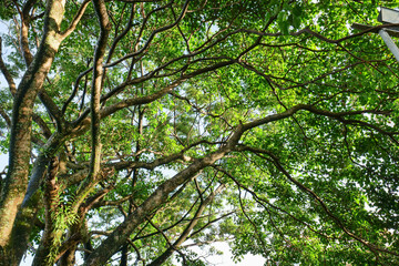 Branches of a tree in the forest. Green nature background.