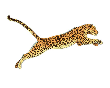 Animal leopard jumping. African predator, jaguar, cheetah in cartoon style. Vector illustration isolated on white background.
