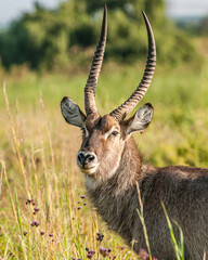 Close up of male waterbuck