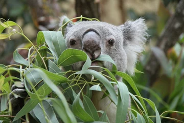 Foto op Plexiglas koala in a zoo at schonbrunn in vienna (austria) © frdric