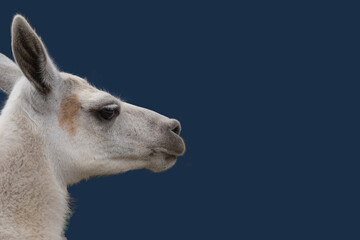 Portrait of beautiful white alpaca
