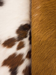 Background with natural cow skins