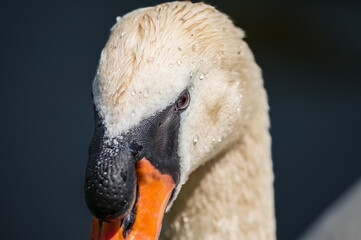 Close up of Swan head from front