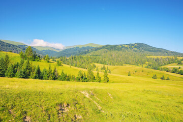 Fototapeta na wymiar carpathian countryside with grassy meadows. summer landscape in mountains. rural scenery at the foot of borzhava ridge of ukraine
