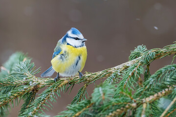Eurasian blue tit (Cyanistes caeruleus) in the wild