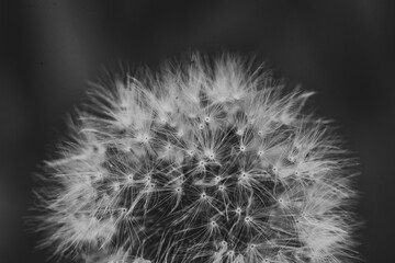 Close up black and white dandelion