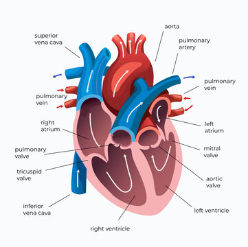 Medical Illustration Of The Human Heart.  Educational Poster