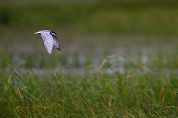 Whiskered tern  in the rain // Weißbart-Seeschwalbe im Regen (Chlidonias hybrida) - Axios Delta, Greece