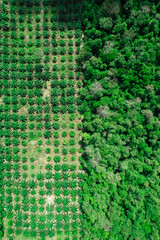 Les arbres de la forêt tropicale humide dense et sous les effet de la deforestation prés de la...