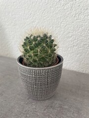 Cactus in vase 