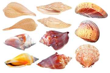 set of seashells