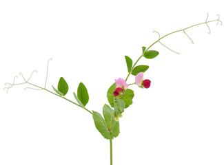Pea plant isolated on white background, Pisum sativum