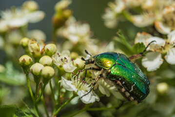 Beetle May rose Cetonia aurata on white thorn flowers