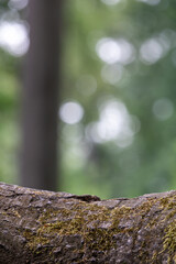 Product display concept of natural, moss trunk at blur green meadow with trees in park, bokeh background in summer	
