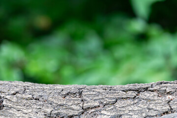 Product display concept of natural. Realistic natural product placement in forest with bokeh. Template for products with bokeh. bokeh background