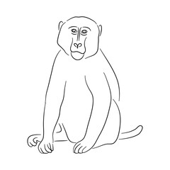 Baboon illustration in doodle style. Vector isolated on a white background.