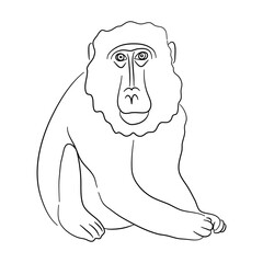 Sketch drawing of a Baboon isolated on a white background. Vector illustration.