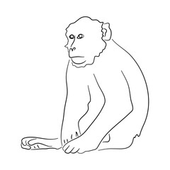 Sketch drawing of a monkey isolated on a white background. Vector illustration.
