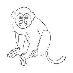 Squirrel monkey illustration in doodle style. Vector isolated on a white background.