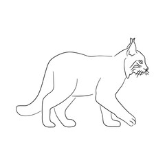 Sketch drawing of a Bobcat isolated on a white background. Vector illustration.