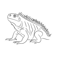 Iguana illustration in doodle style. Vector isolated on a white background.